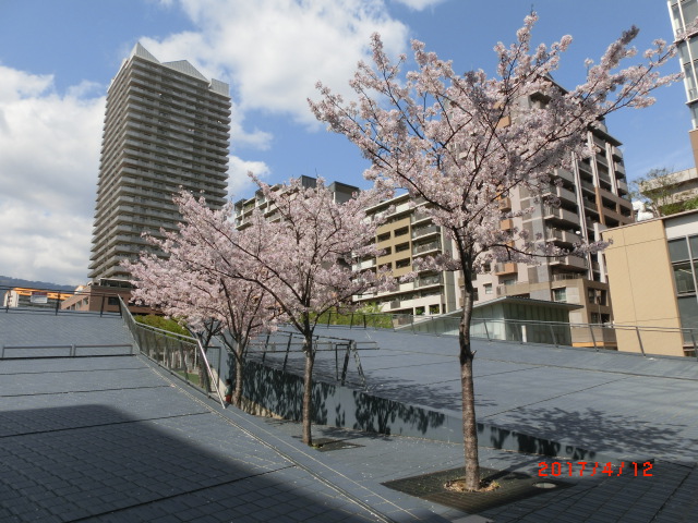 ウェルブ六甲道公園290412　桜
